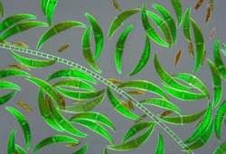 月形短縫藻 月形短縫藻