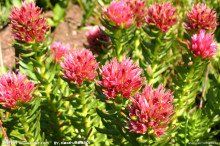 壯健紅景天 壯健紅景天