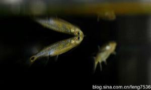 龍鬚燈魚 龍鬚燈魚