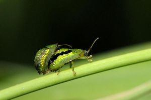 長四擬叩甲 長四擬叩甲