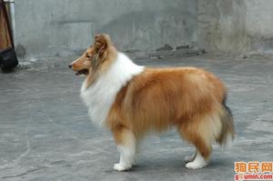 斯科舍誘鴨尋回犬 斯科舍誘鴨尋回犬