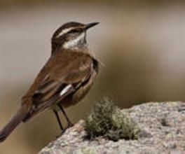 奧氏抖尾地雀 奧氏抖尾地雀