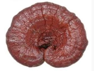 台灣靈芝 台灣靈芝