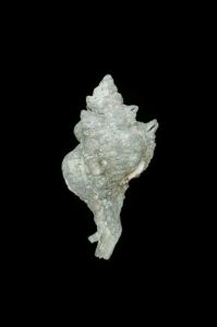 黑千手螺 黑千手螺