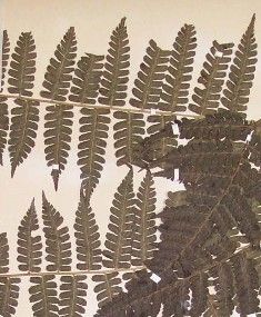 褐色短腸蕨 褐色短腸蕨