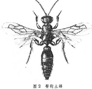 土蜂總科