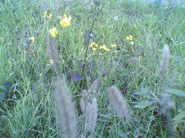 荒草萋萋 荒草萋萋