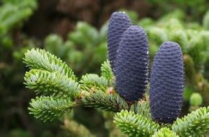 巴山冷杉 巴山冷杉