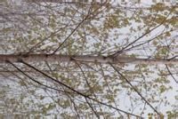 魯林2號楊 魯林2號楊