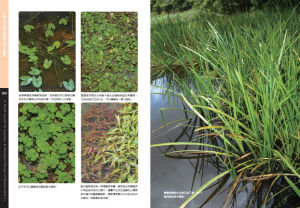 抱莖石龍尾 抱莖石龍尾