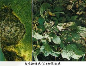 大豆鏈格孢黑斑病 大豆鏈格孢黑斑病