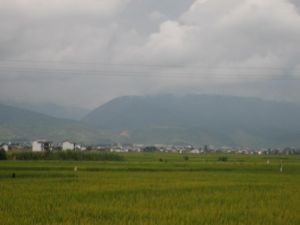 中大樹屯村 中大樹屯村