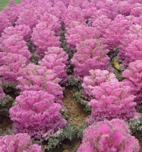 東方綠嫩 東方綠嫩