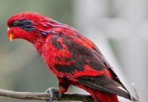 紅色吸蜜鸚鵡