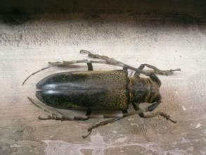 桑粒肩天牛 桑粒肩天牛