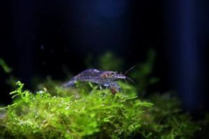 美麗轉板藻 美麗轉板藻