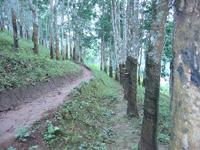 特色產業-----橡膠