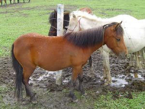 雪特蘭矮馬 雪特蘭矮馬