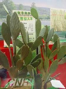 可食仙人掌 可食仙人掌
