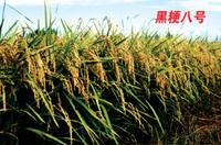 黑粳8
