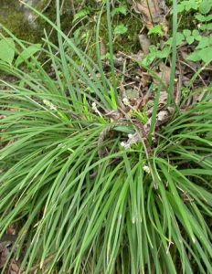 沿階草亞科 沿階草亞科