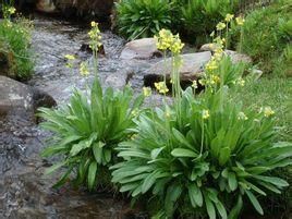 錫金肋柱花 錫金肋柱花