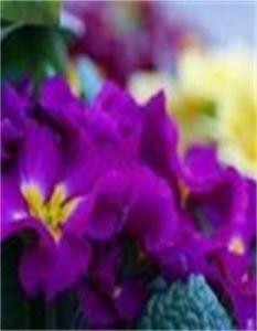 大通報春 大通報春