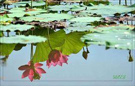 大足荷花村 大足荷花村