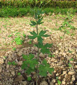 毛梗翠雀花 毛梗翠雀花