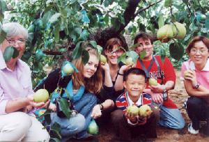 煙臺萊陽梨花節