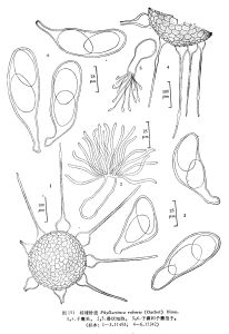 櫟球針殼 櫟球針殼