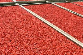 靖遠枸杞 靖遠枸杞