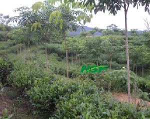 （圖）嶺頭茶場