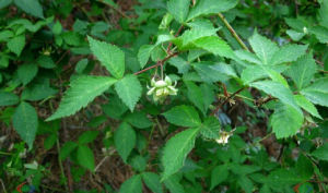 無刺掌葉懸鉤子 無刺掌葉懸鉤子