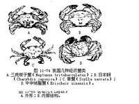 真軟甲亞綱 真軟甲亞綱