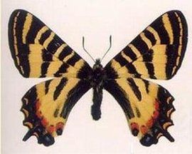 雙尾褐鳳蝶