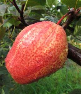 早酥紅梨 早酥紅梨