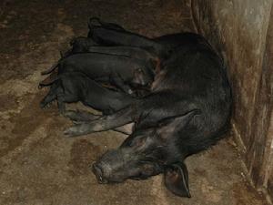 曼累岱村-養殖業