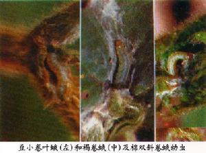 豆小捲葉蛾 豆小捲葉蛾