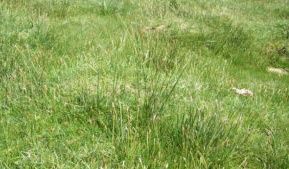 藏西嵩草 藏西嵩草