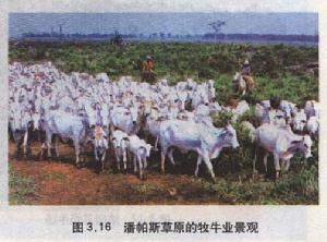 潘帕斯草原的牧牛業景觀