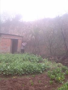 巢艾青正在打花樹菜