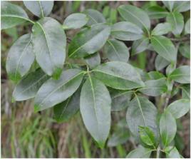 大果衛矛[中藥]