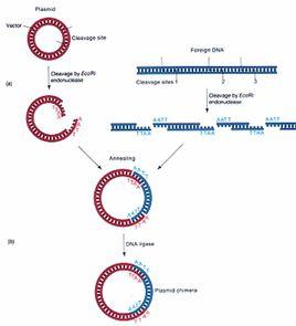 末端酶系統 末端酶系統