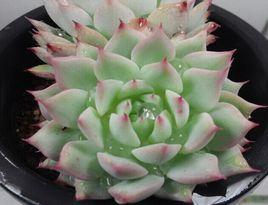 Tippy 蒂比 Tippy 蒂比