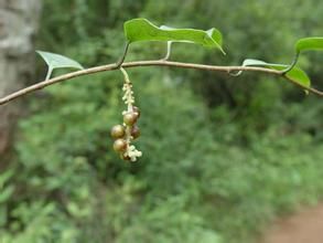 合蕊五味子 合蕊五味子