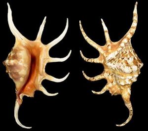 皮氏蜘蛛螺 皮氏蜘蛛螺