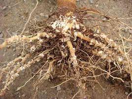 甜椒白絹病 甜椒白絹病