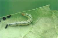 甜菜白帶野螟幼蟲