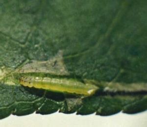 冠潛蛾科 冠潛蛾科